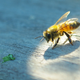 Illustration for article titled Shooting Challenge: Macro Gallery